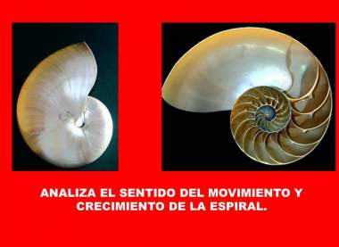 Nautilus